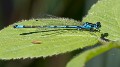 Coenagrion pulchellum male-190376